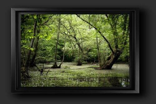 les marais de marchiennes