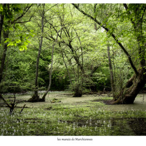 les marais de marchiennes