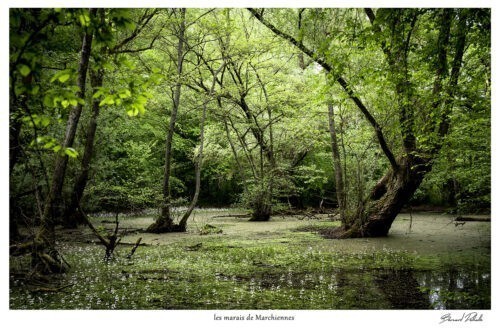 les marais de marchiennes