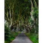 Dark Hedges