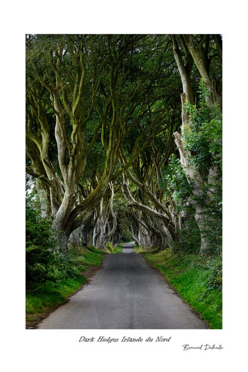 Dark Hedges